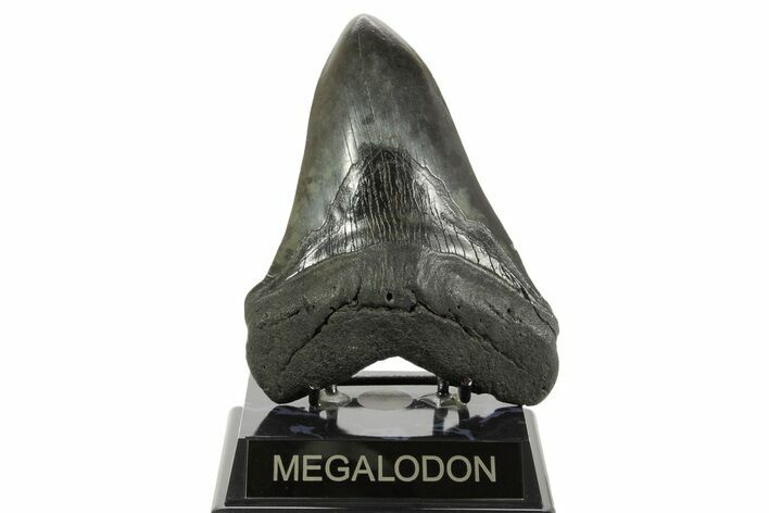 Huge Fossil Megalodon Tooth - South Carolina #367925